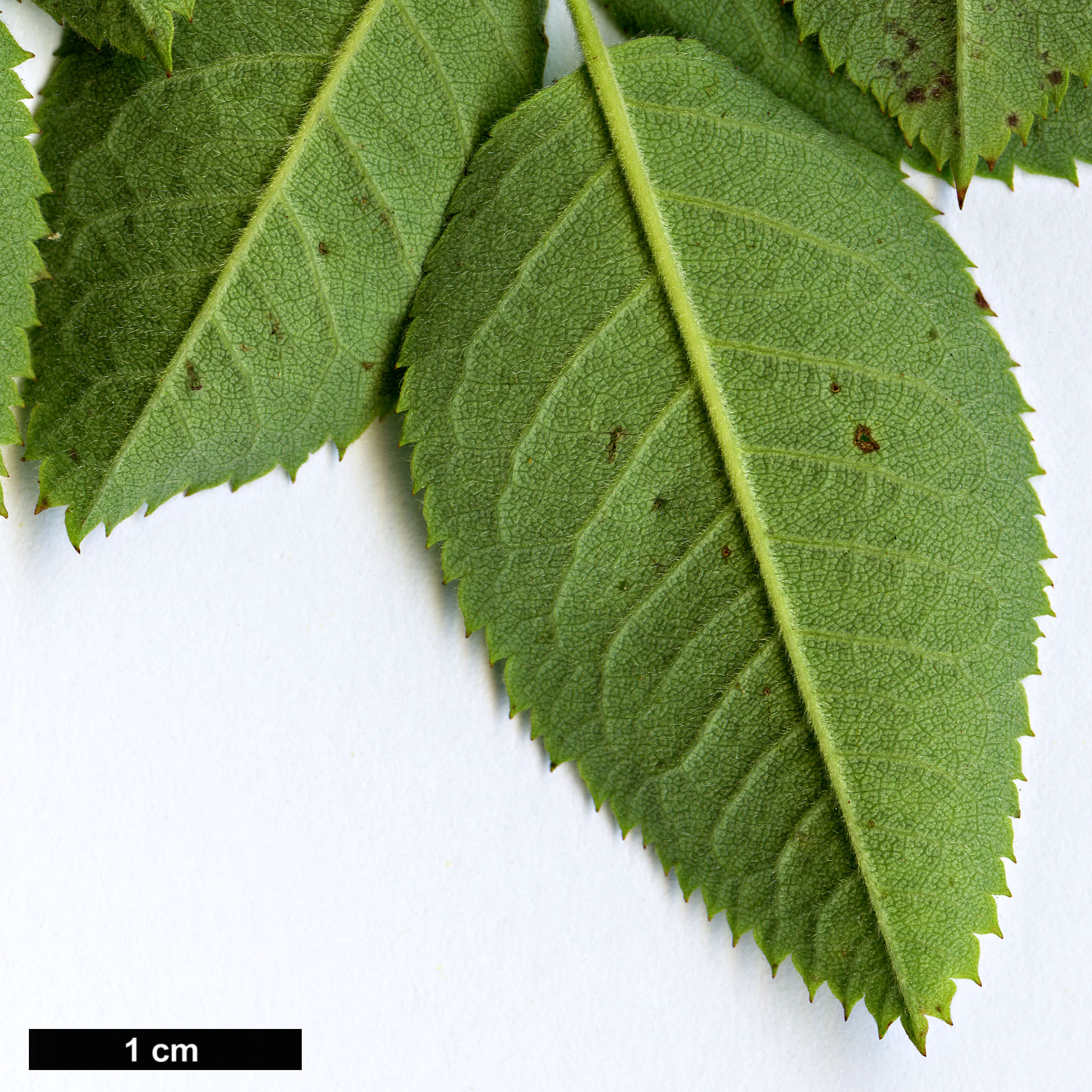 High resolution image: Family: Rosaceae - Genus: Rosa - Taxon: foetida - SpeciesSub: ’Bicolor’